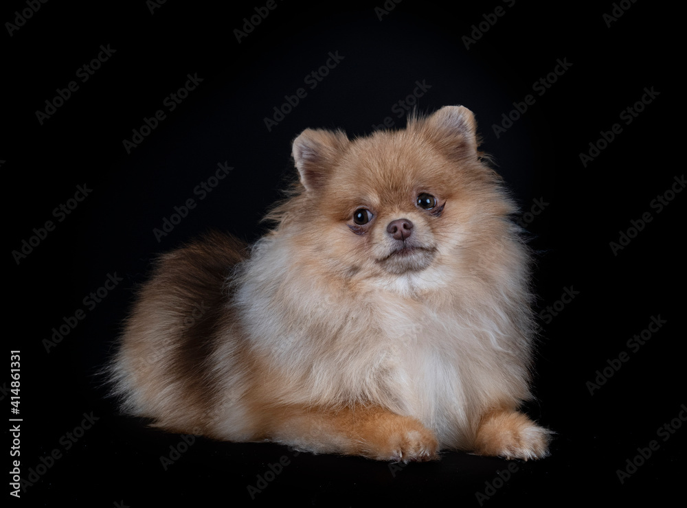 puppy pomeranian in studio puppy pomeranian in studio