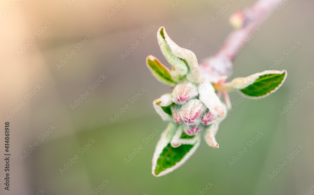 Blooming bud on an apple tree in spring.