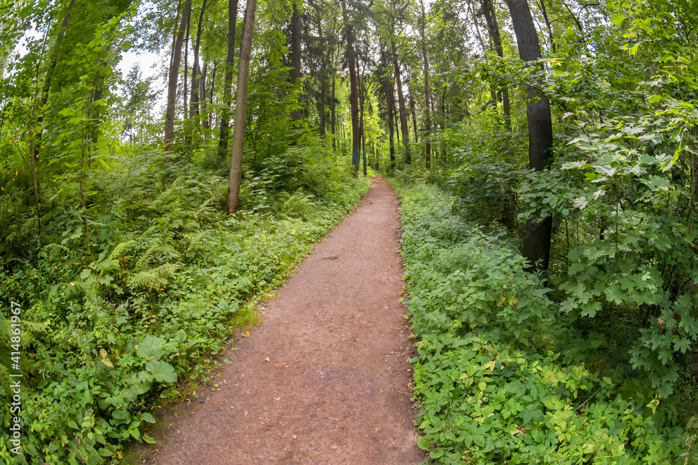 Fototapeta premium Hiking trail in a pine forest on a summer day