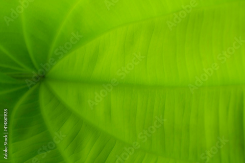background Green natural color gives a refreshing mood, suitable for use in nature and refreshing graphics.