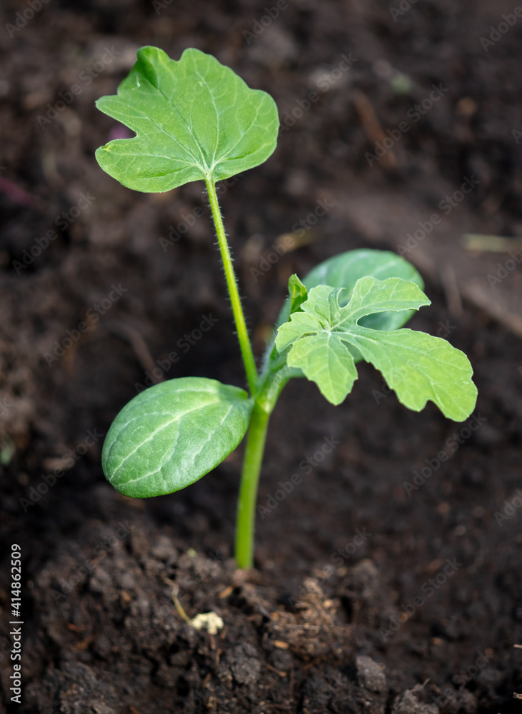 Sprout of watermelon in the ground in spring. Sprout of watermelon in the ground in spring.