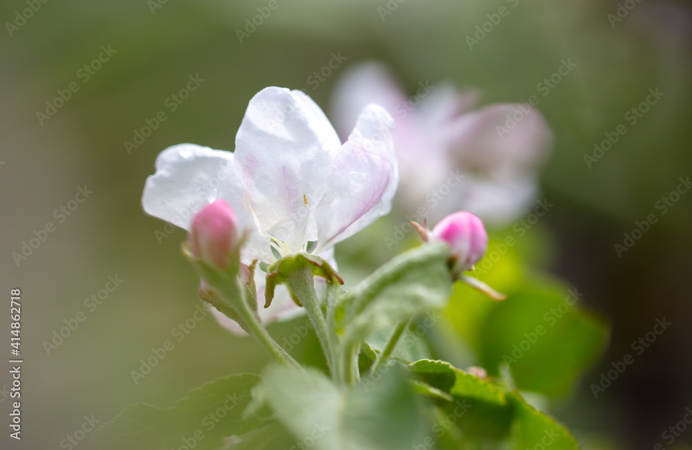 Obraz premium Flowers on branches of an apple tree
