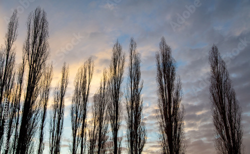 Bare branches on a tree at sunset.