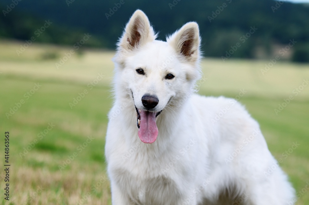 White Swiss Shepherd dog stands in the meadow Weisser Schweizer Schäferhund White Swiss Shepherd dog stands in the meadow Weisser Schweizer Schäferhund