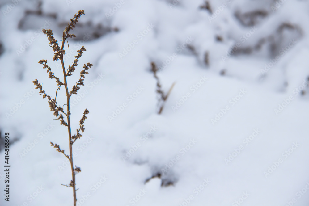 Beautiful winter background with grass and weeds frozen under the snow and frost. Dry plant branch in front Beautiful winter background with grass and weeds frozen under the snow and frost. Dry plant branch in front