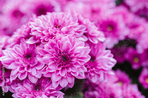 Pink Chrysanthemums flower in the garden at spring day