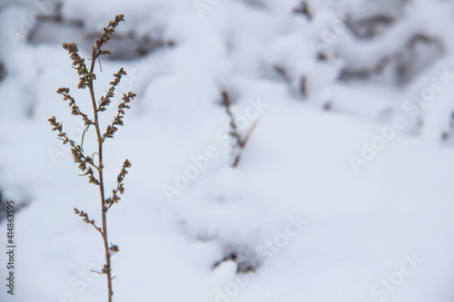 Beautiful winter background with grass and weeds frozen under the snow and frost. Dry plant branch in front