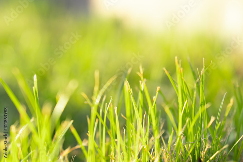 The sun shines on the grass in the field is beautiful, With selective focus, soft focus