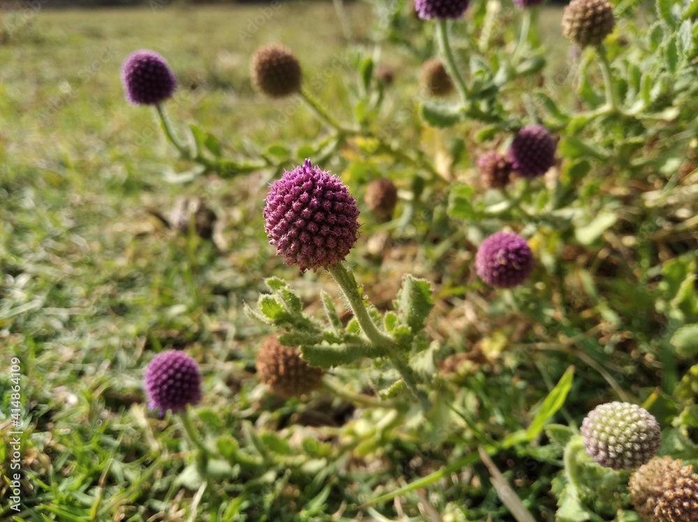 flower flower