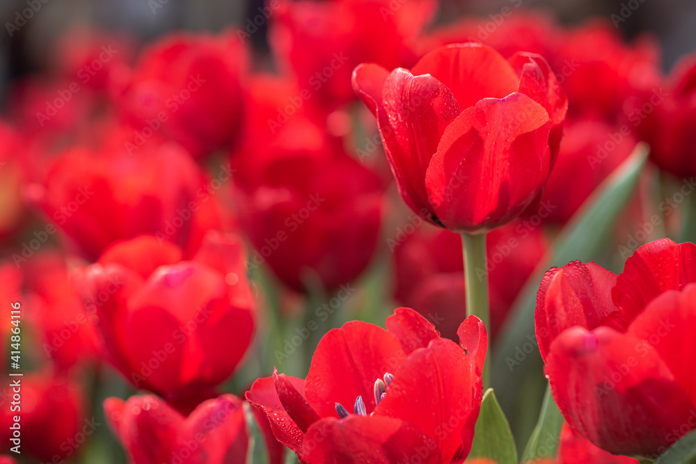 Fresh colorful tulip flowers in the garden at spring day Fresh colorful tulip flowers in the garden at spring day