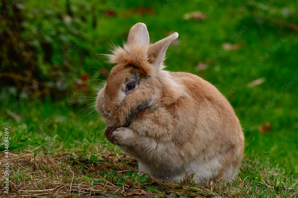bright rabbit cleans himself in the meadow bright rabbit cleans himself in the meadow
