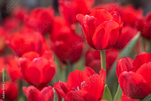 Fresh colorful tulip flowers in the garden at spring day