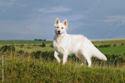 White Swiss Shepherd dog stands with a raised paw in the meadow Weisser Schweizer Schäferhund
