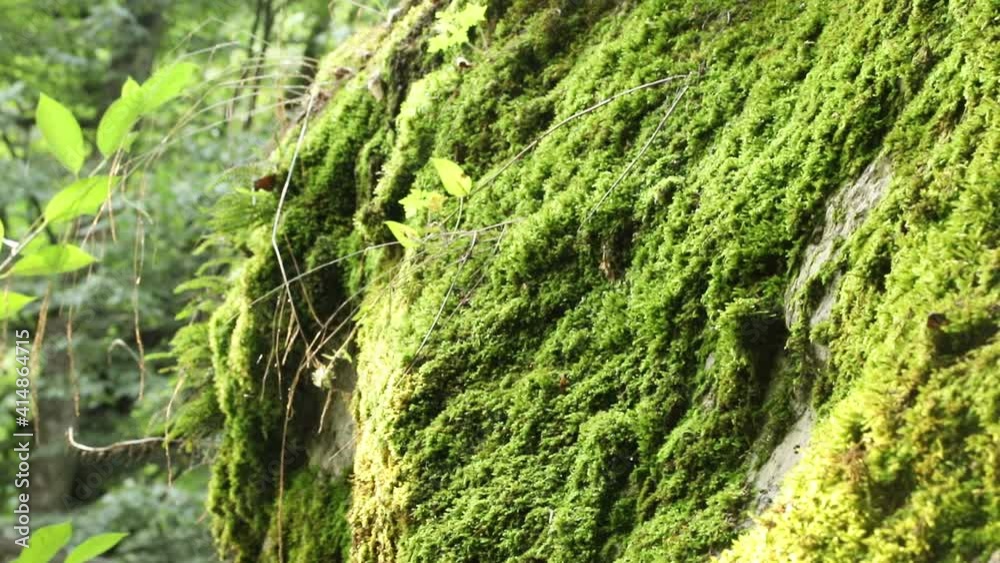 Moss on the stones in the forest. A stone covered with green moss in the depths of the forest. Picturesque views of wildlife. Panoramic shot. Moss on the stones in the forest. A stone covered with green moss in the depths of the forest. Picturesque views of wildlife. Panoramic shot.