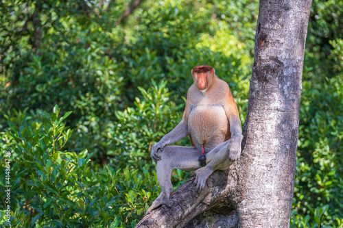 Family of wild Proboscis monkey or Nasalis larvatus, in the rainforest of island Borneo, Malaysia, close up
