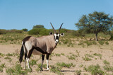 Gemsbok or Oryx standing sideways  looking at the camera