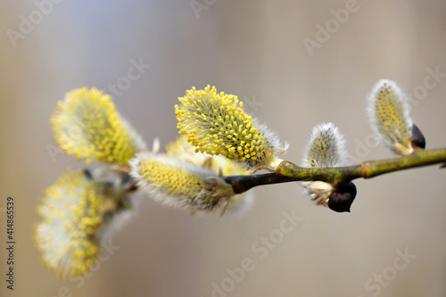 Pussy willow on the branch, yellow blooming verba in spring forest on blurred background. Palm Sunday symbol, catkins in sunny day