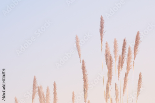 Soft gently wind grass flowers in aesthetic nature of early morning misty sky background. Quiet and calm image in minimal zen mood. Spring nature in pastel tone. photo