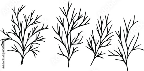 simple drawing of twigs in vector. dill leaves drawing.