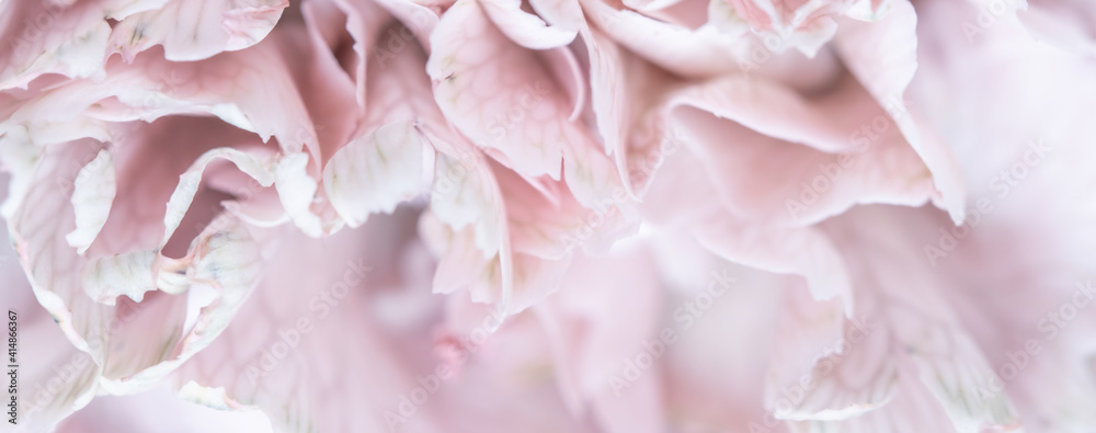Abstract floral background, pale pink carnation flower petals. Macro flowers backdrop for holiday brand design.. Abstract floral background, pale pink carnation flower petals. Macro flowers backdrop for holiday brand design..
