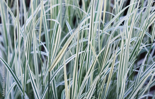 Decorative green and white striped grass. Arrhenatherum elatius bulbosum variegatum. Soft focus. Natural background. photo