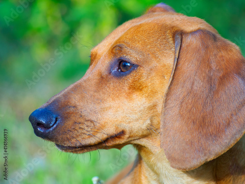 Portrait of a red dachshund, photo © byvivik89
