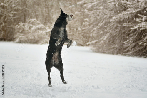 Playing and jumping black labrador dog in winter on snow