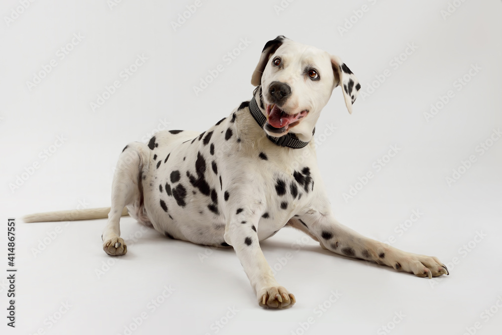 Happy dalmatian dog lying isolated on white background in studio
