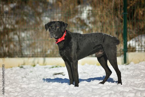 Black big dog is walking in a winter park