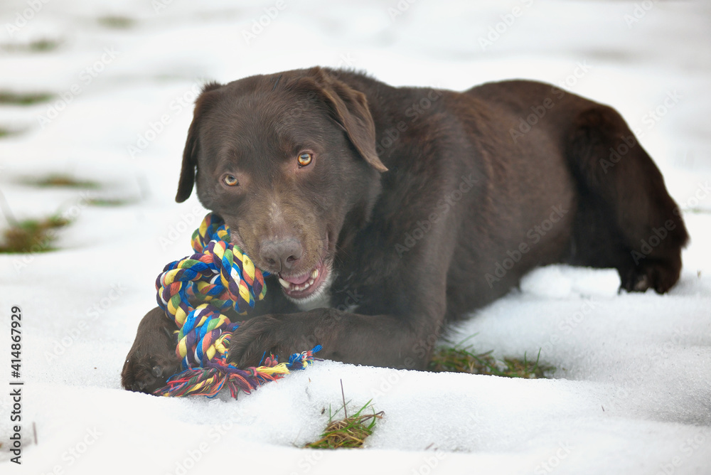 Portrait of cute funny chocolate labrador dog playing happily with toy outdoors in white fresh snow on frosty winter day.