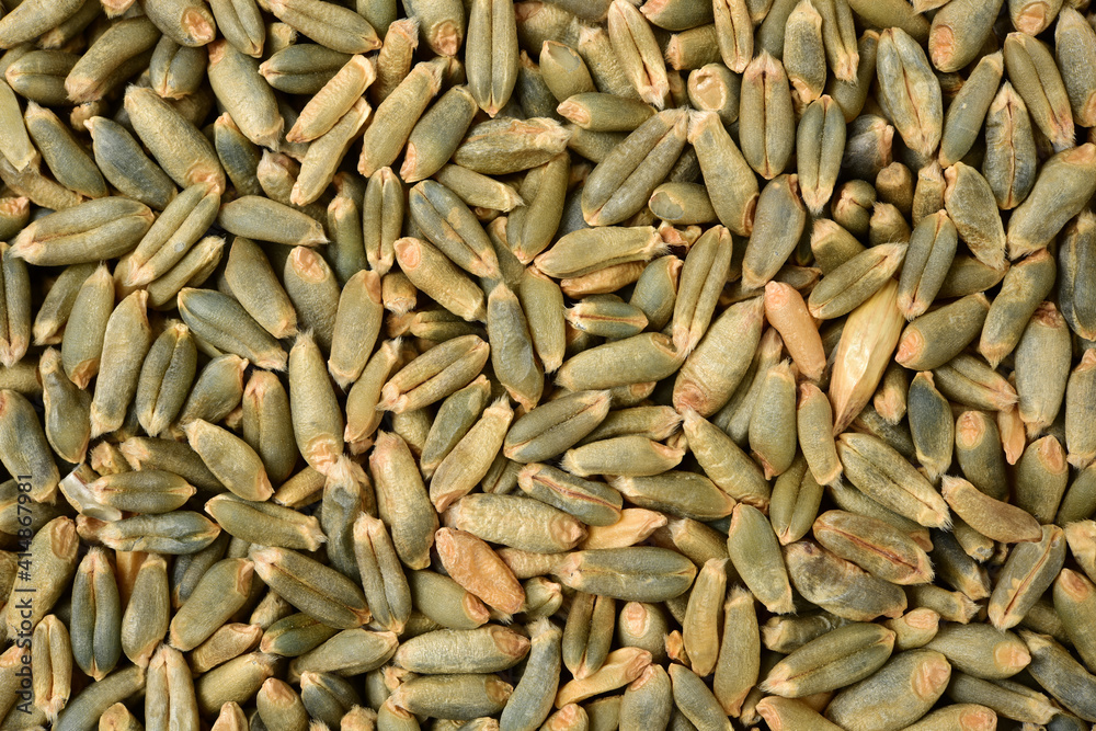 organic whole grain wheat kernels on white background organic whole grain wheat kernels on white background