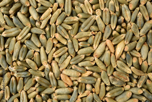 organic whole grain wheat kernels on white background