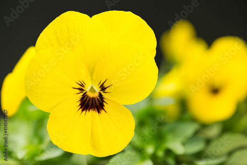 yellow pansies violas in a flower bed, macro view