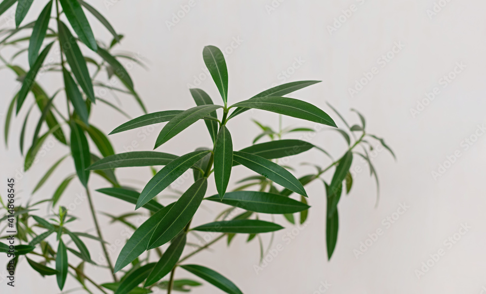 Indoor plant Nerium oleander close-up. Tropical plants for home decoration. Poisonous house plant.