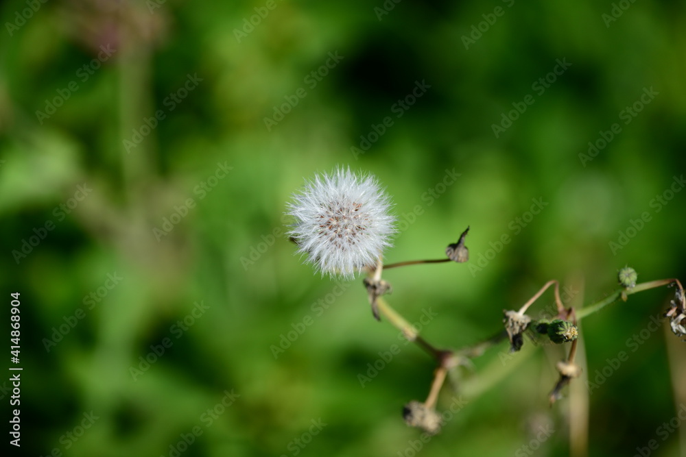 Common dandelion flower close up Common dandelion flower close up