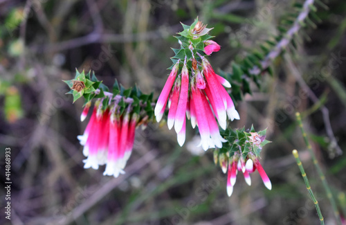 Fuchsia heath flowers - Epacris photo