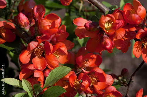 Flowering Guince (Chaenomeles speciosa x Chaenomeles. japonica) in garden photo