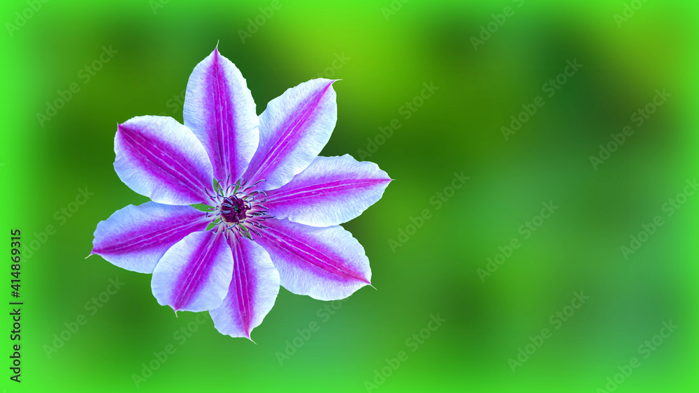 Fototapeta premium Pink clematis flower isolated, neon green background