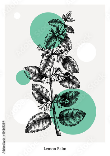 Hand-sketched Lemon balm with flowers and leaves illustration. Perfumery, cosmetics, herbal tea packaging design element. Hand drawn Lemon balm sketch isolated on vintage background.