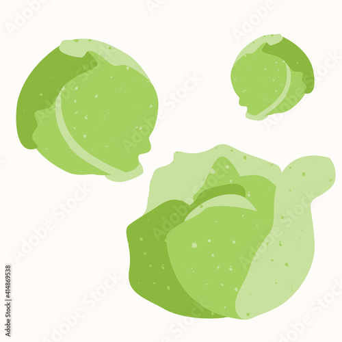 cabbage is a natural vegetable, hand-drawn vector illustration isolated on a white background.
