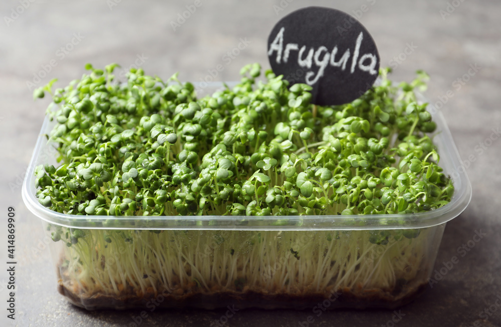 Sprouted arugula seeds in plastic container on grey table Sprouted arugula seeds in plastic container on grey table