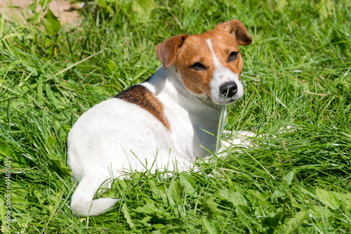 jack russell terrier dog sitting on the grass field