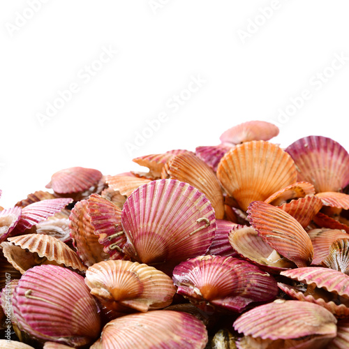 lots of scallop sea shells piled together on white background