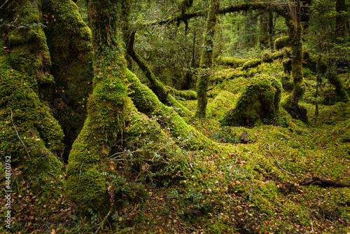 Moss covered deep forest at Lake Gunn Nature Walk  Fiordland National Park  New Zealand