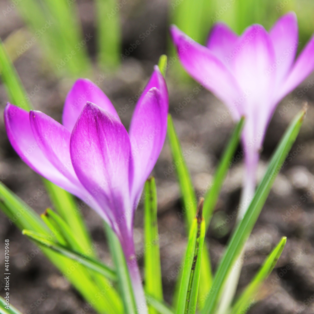 A close up of two purple crocus flowers A close up of two purple crocus flowers