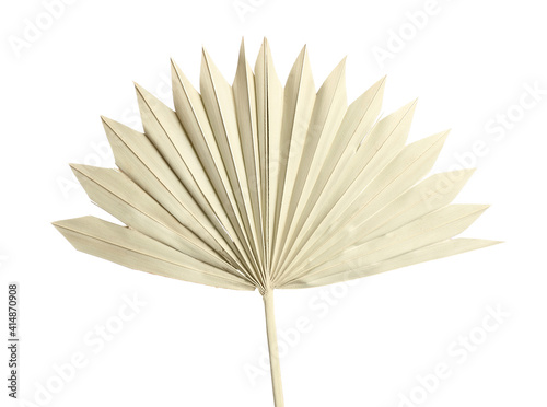 Dry leaf of fan palm tree isolated on white