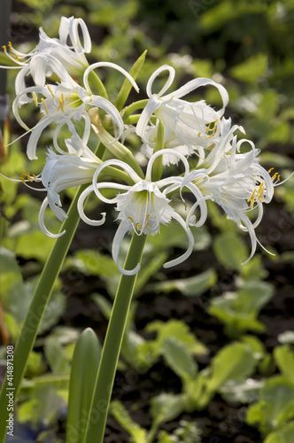 Peruvian Daffodil (Hymenocallis x festalis) in greenhouse photo