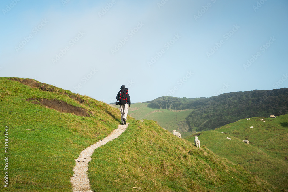 A backpacker walking on the farm track with sheep grazing on the green hills. Taken at Wharariki beach track, Golden Bay, South Island,