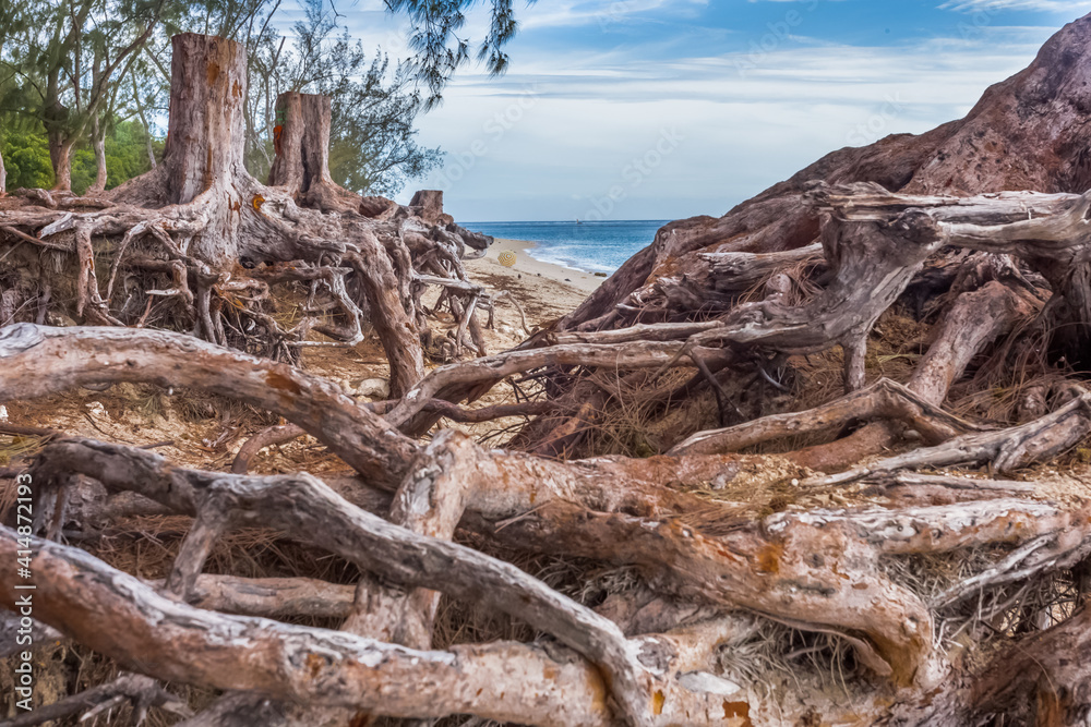 Racines de filaos déchaussées sur plage de l’Hermitage, Saint-Gilles-les-Bains, île de la Réunion 
