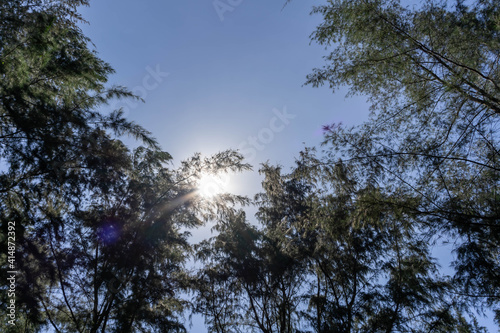 Beautiful forest in spring with bright sun shining through the trees. Singapore green forest